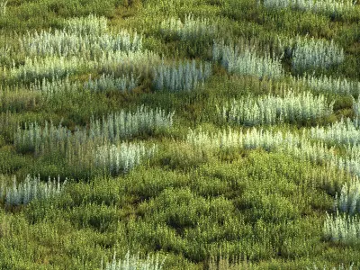 Field herbs grass 4 3D model