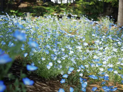 Street Garden in JAPAN - 4 Blue Baby Eyes Flower Grass Plant Low-poly 3D model