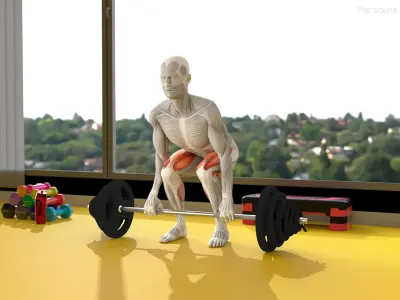  Male Muscular System Deadlift Anatomy 