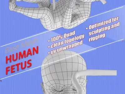 human fetus Low-poly 3D model