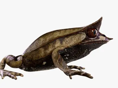  Malayan Leaf frog 