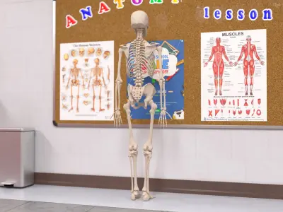  Human Male Skeleton Anatomy Rigged 