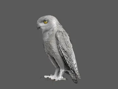  Snowy Owl Rigged 