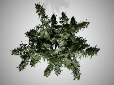Huangshan Pine Tree Low-poly 3D model