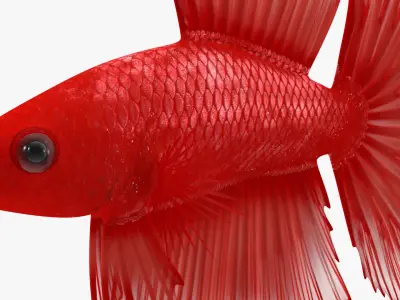  Red Crowntail Betta Fish Swimming Animated Rigged for Cinema 4D 