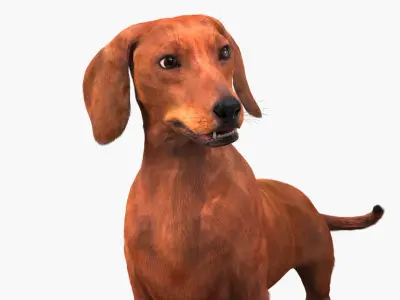  Purebred Dachshund Pet with Sleek Fur Rigged for Maya 