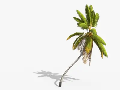 Coconut Palm Trees Asset 1 Low-poly 3D model
