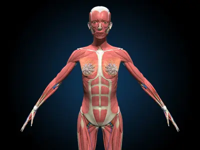  Ultimate Female Anatomy - Advanced Rig 