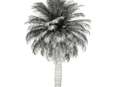 Chilean Wine Palm 3D Model 7m 3D model