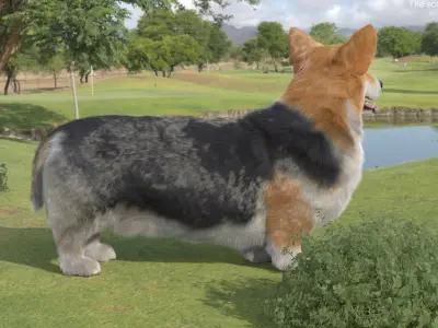  Tricolor Welsh Corgi Pembroke Standing Pose Fur 