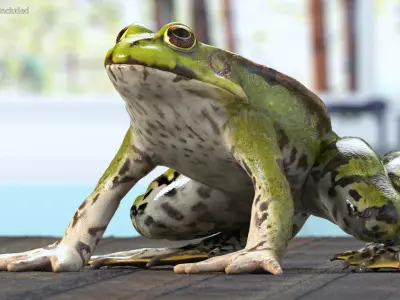  Complete Frog Body Anatomy 
