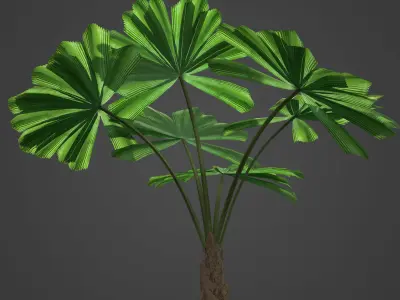 2021 PBR Queensland Fan Palm Collection - Licuala Ramsayi  3D model