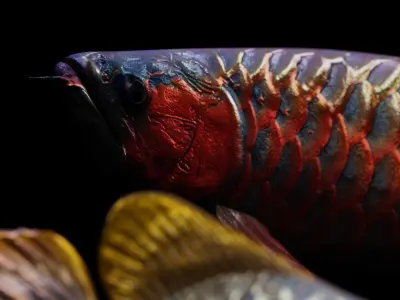 Arowana dragon fish Low-poly 3D model