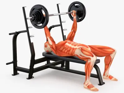  Anatomy Male Muscular System Bench Press Animated Rigged for Maya 