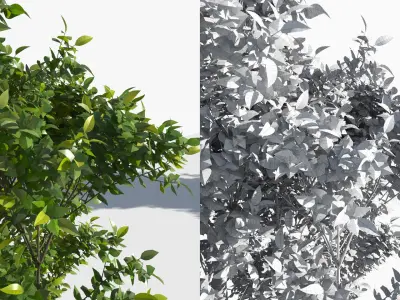  Eleven Trees 3 (+Growfx) 