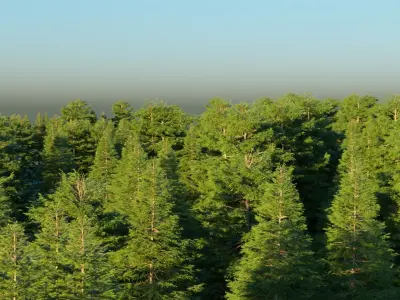 Spring Forest 3D model