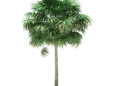 Thatch Palm Tree 3D Model 7m 3D model
