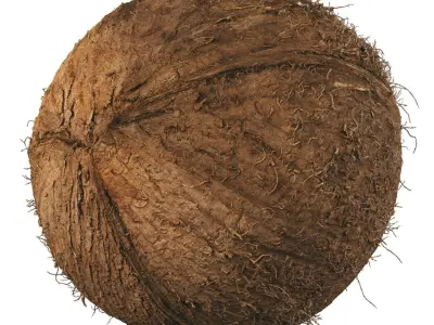 4k scanned coconut 02 3D model