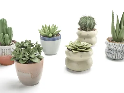 Collection Of Potted Cactus Plants 3D model