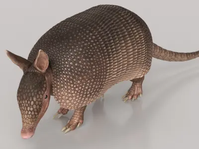  Armadillo Pink Walking Animated Rigged for Maya 