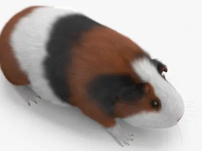  Tricolor Guinea Pig Short Hair Black Brown White Fur 