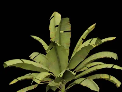 Banana Plant Low-poly 3D model