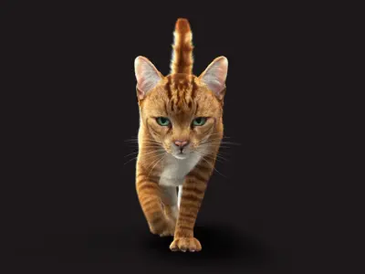  Cat Orange Tabby RIG - XGEN version 