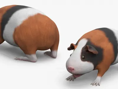  Tricolor Guinea Pig Short Hair Black Brown White Rigged 