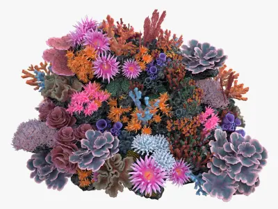  Coral Reef N 02 