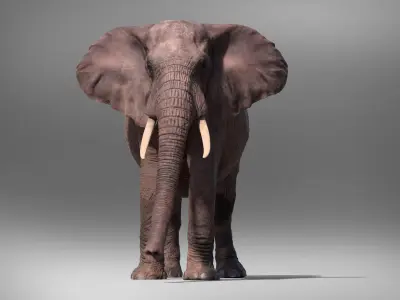  African Elephant - photo realistic 