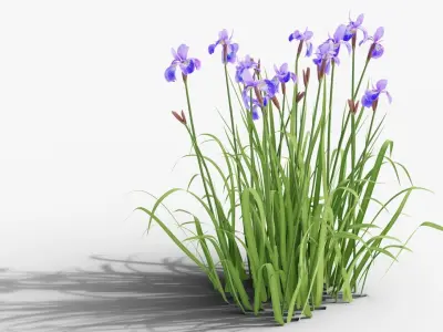 Iris sibirica 3D model