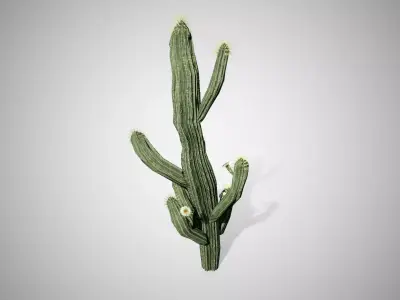 Saguaro Cactus Tree Low-poly 3D model
