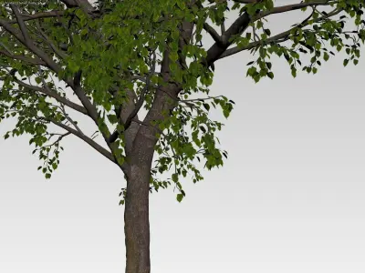 Large forest tree 3D model