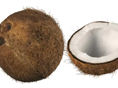 4k scanned coconut 02 3D model
