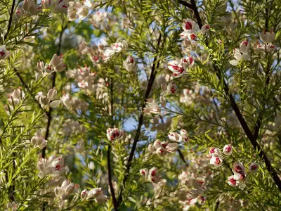  Garden shrub flowers Collection- Include GrowFX and Mesh file 