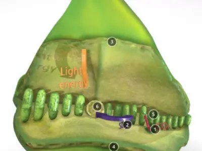 photosynthesis process Low-poly 3D model