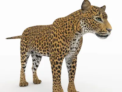 Jaguar4 leopard 3D model