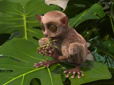  Tarsier Eating Grasshopper Fur 