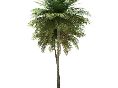 Coconut Palm Tree 3D Model 9m 3D model