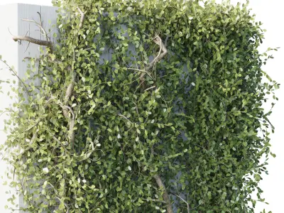 Garden ivy of Plants shrubs and palm tree - outdoor garden Low-poly 3D model