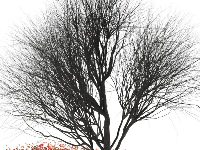 Platanus -winter 3D model