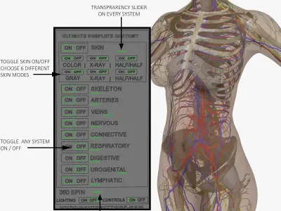 Woman Torso Anatomy 3D model