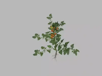 Tomato plant 3D model