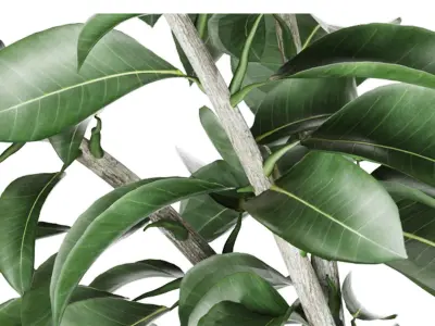 plant 001 Free 3D model