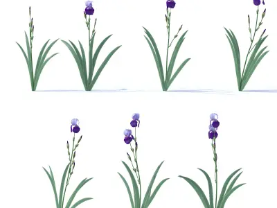 Dark-light lilac irises 3D model