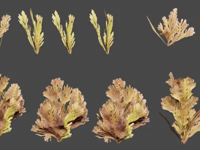 Ocean 4K 3d Plant 3D model