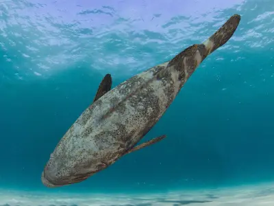 Most Real Goliath Grouper - 8k - 3d animated Low-poly 3D model