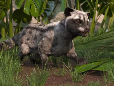  Asian Palm Civet for Kopi Luwak Gray Coat Fur Rigged 