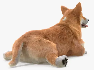  Pembroke Welsh Corgi Dog Fur for Maya Rigged 