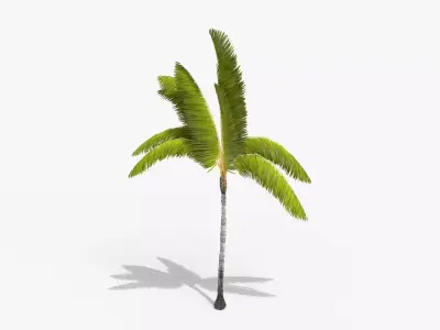 Coconut Palm Tree 3698-3 Free low-poly 3D model